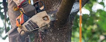  Nampa, ID Tree Removal Pros