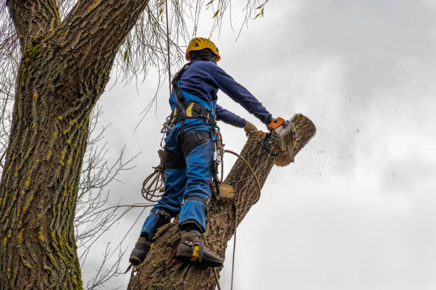 How Our Tree Care Process Works  in  Nampa, ID